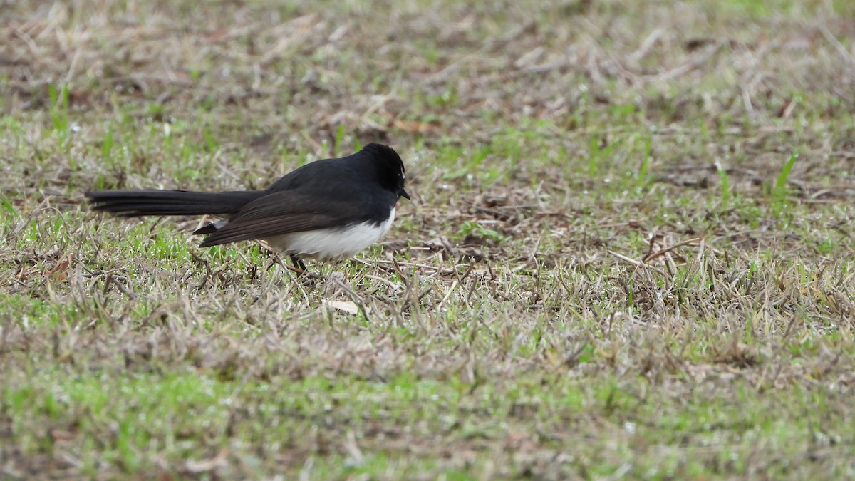 Willie-wagtail - ML621091571