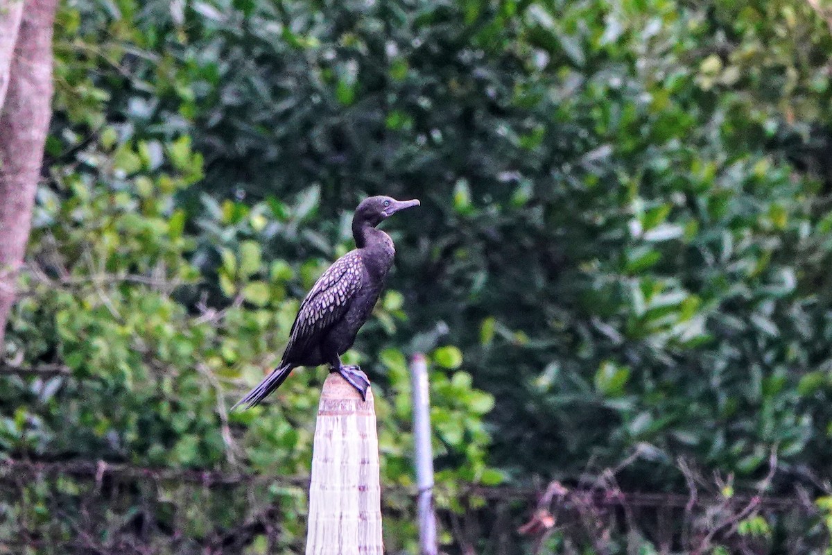 Little Black Cormorant - Haofeng Shih