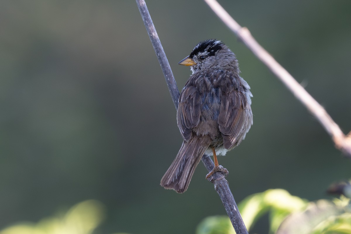 White-crowned Sparrow - ML621091583