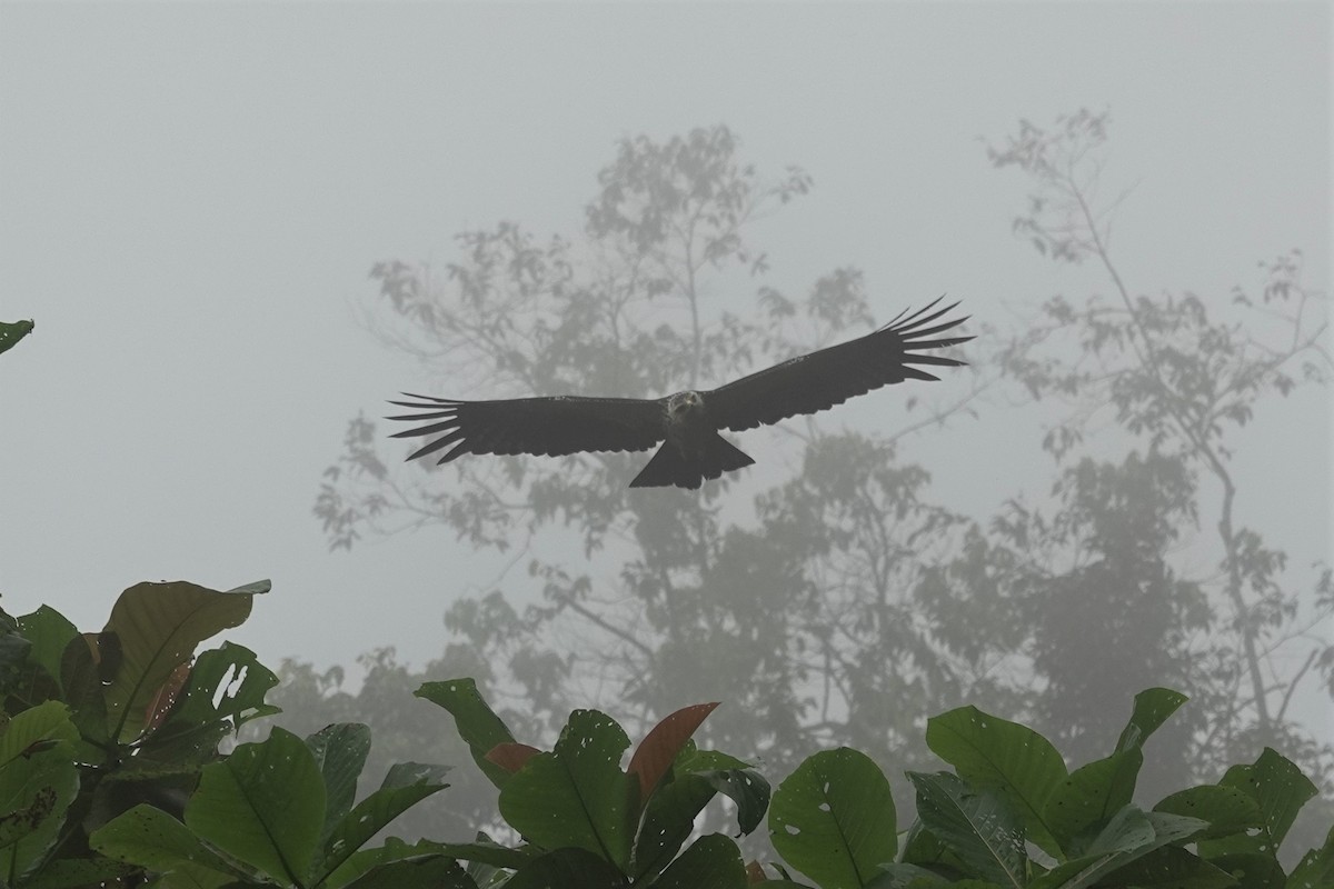 Новогвинейский орёл-карлик - ML621091603