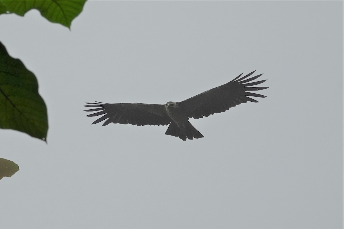 Новогвинейский орёл-карлик - ML621091604