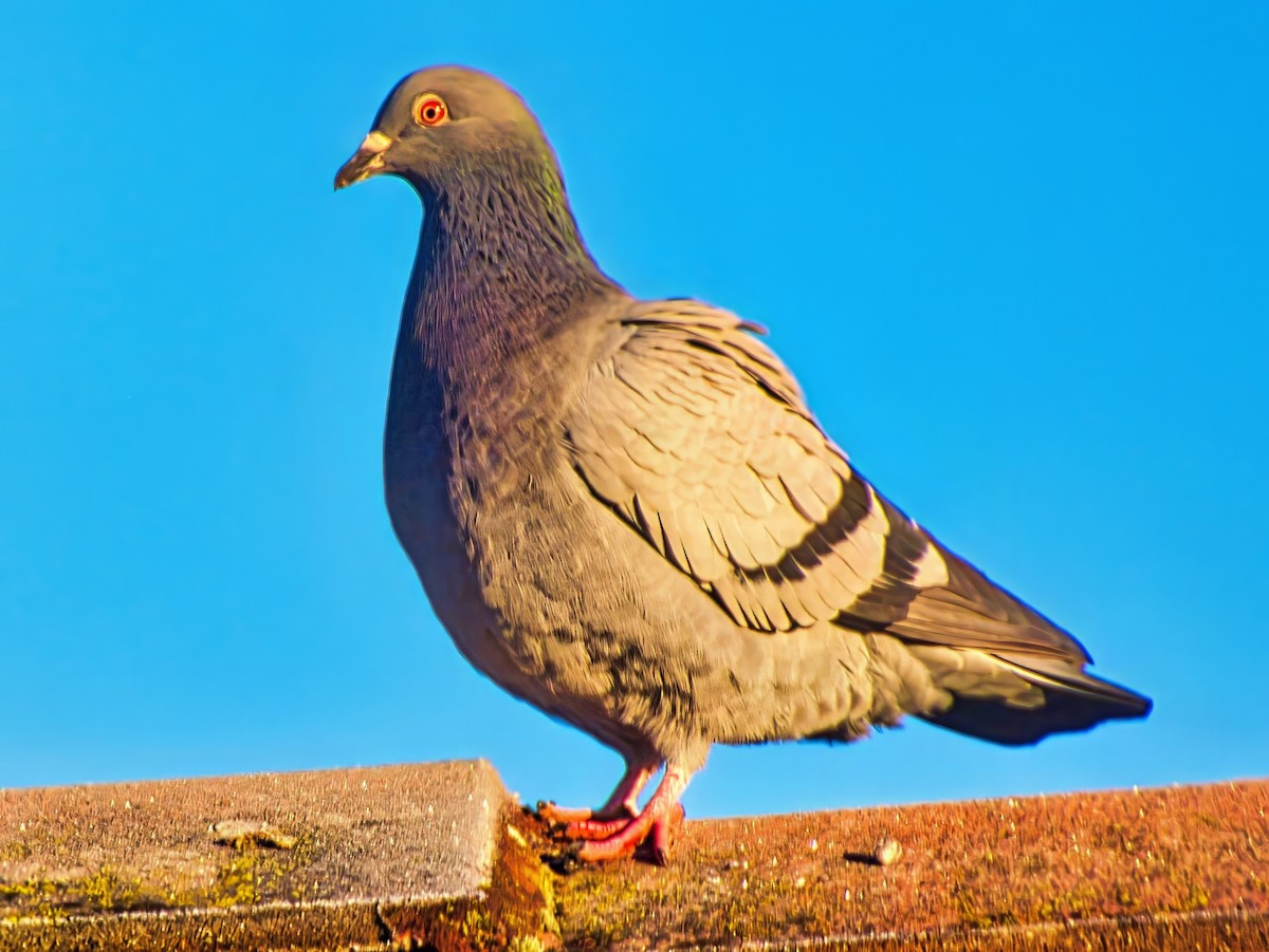 Rock Pigeon (Feral Pigeon) - ML621091674