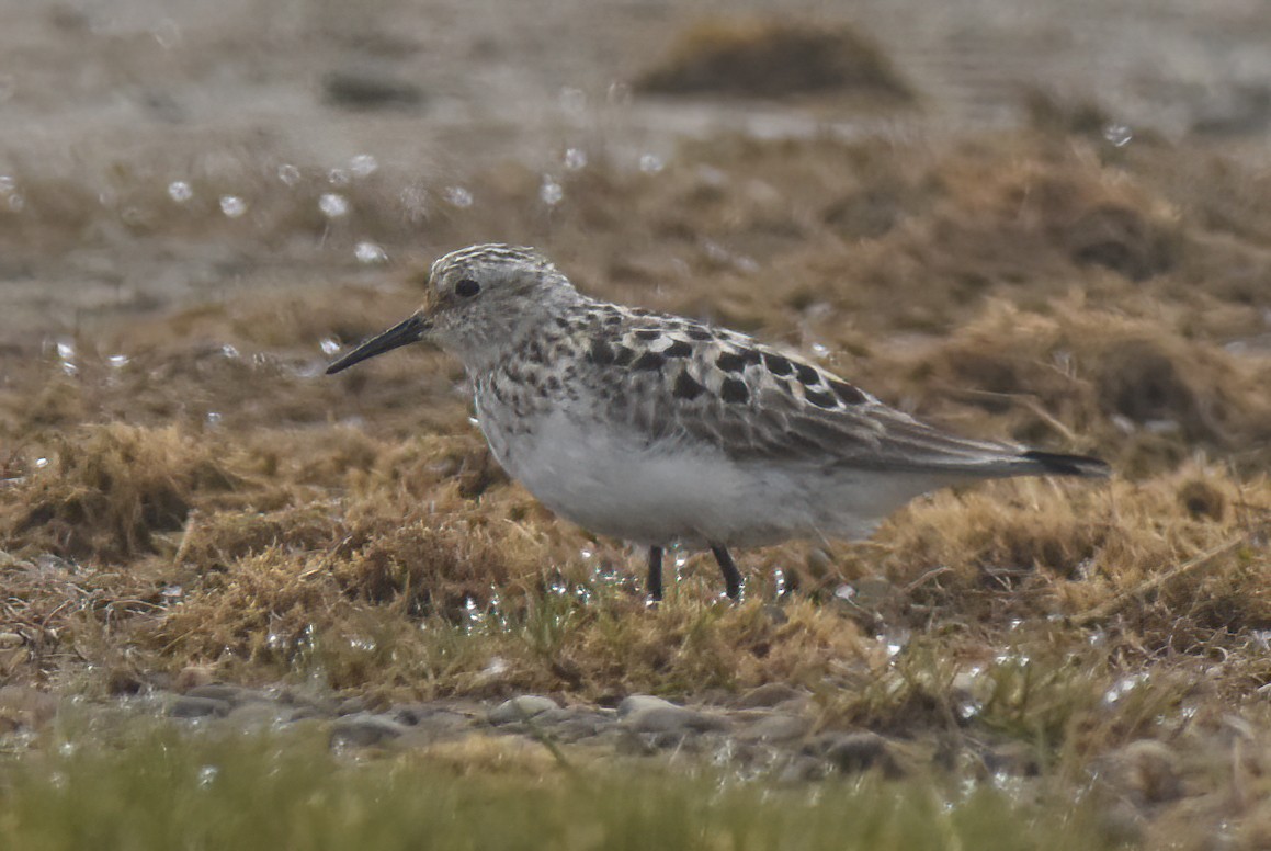 Baird's Sandpiper - ML621091682