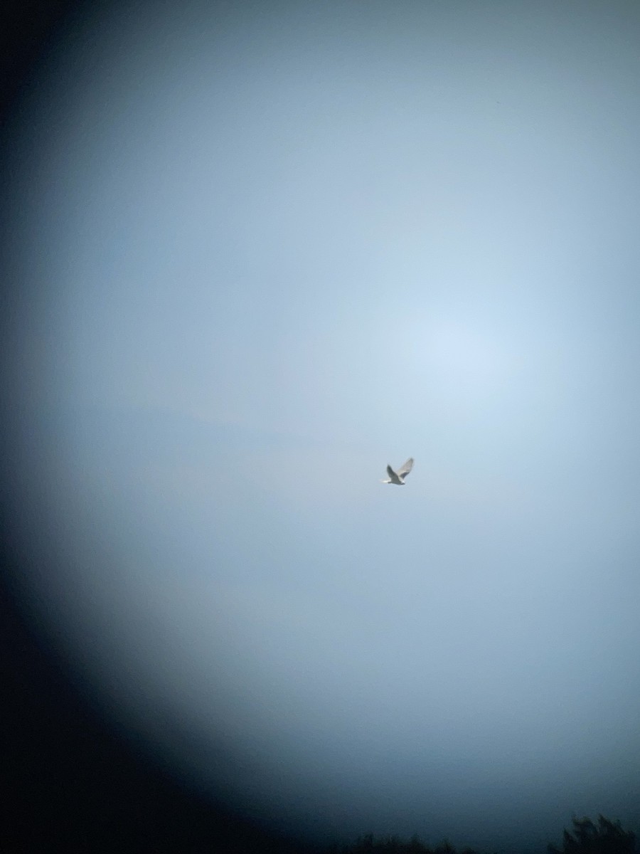 White-tailed Kite - ML621091688