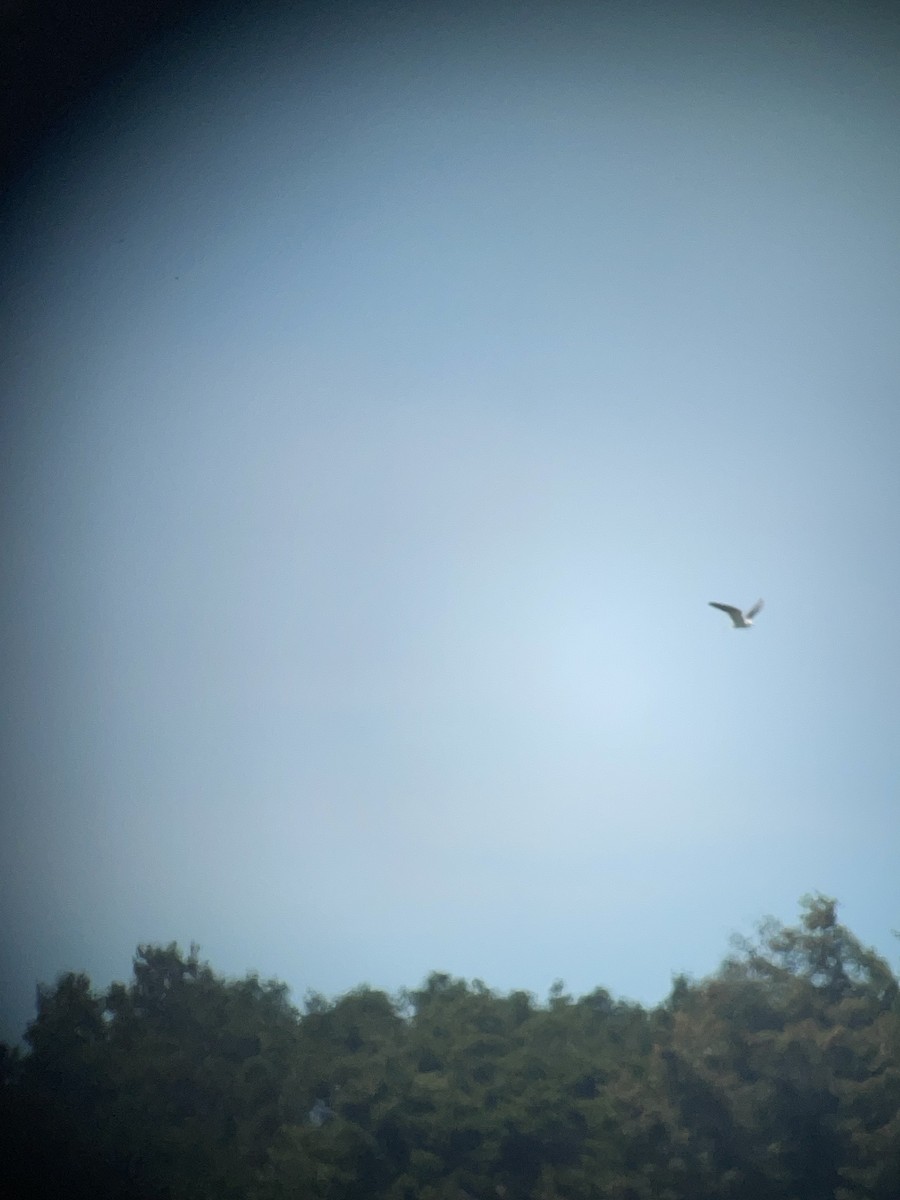 White-tailed Kite - ML621091689