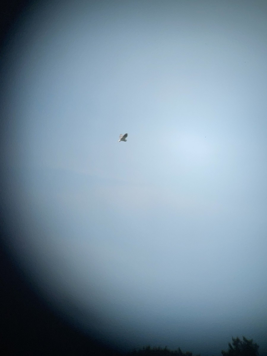 White-tailed Kite - ML621091690