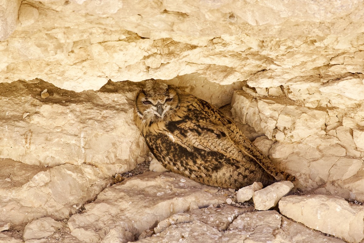Eurasian Eagle-Owl - ML621091701