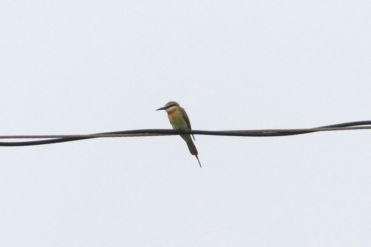 Blue-tailed Bee-eater - ML621091703