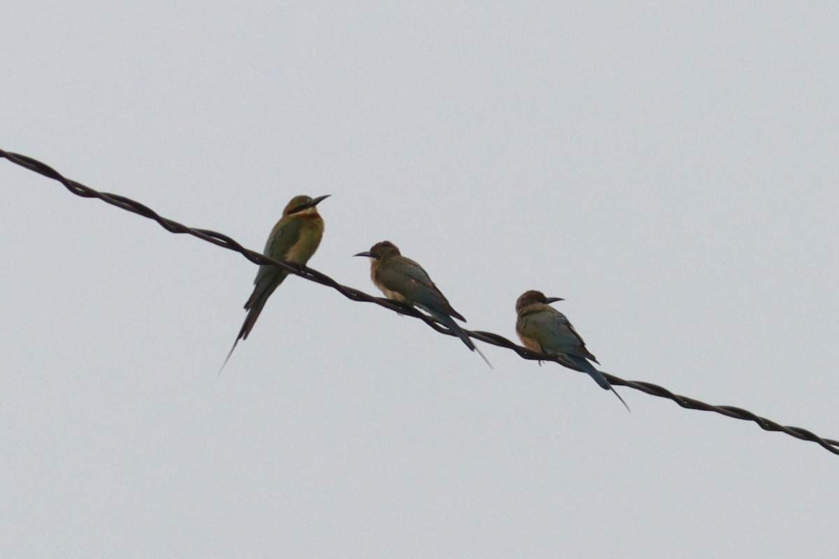 Blue-tailed Bee-eater - ML621091704