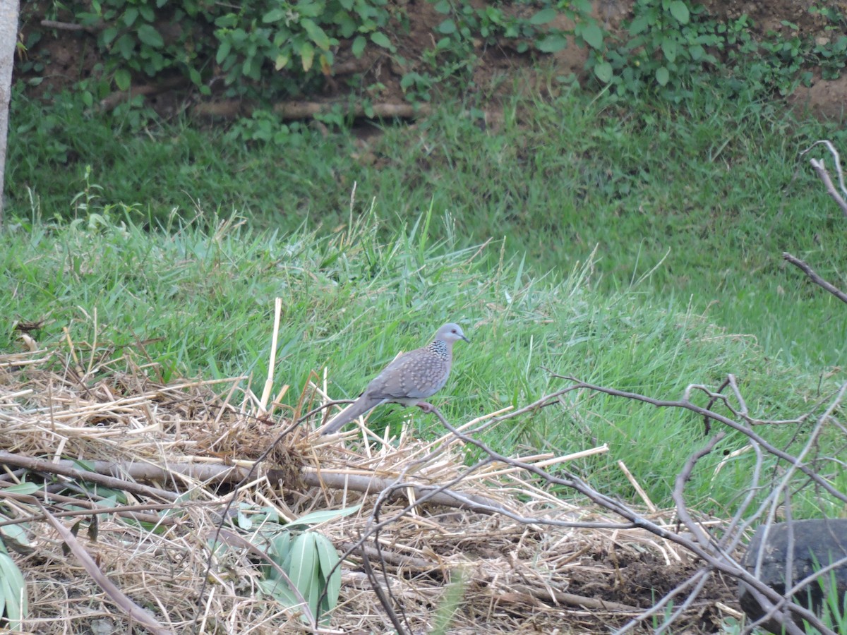 Spotted Dove - ML621091705