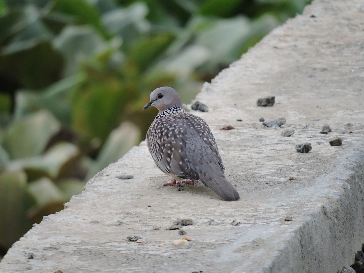 Spotted Dove - ML621091707