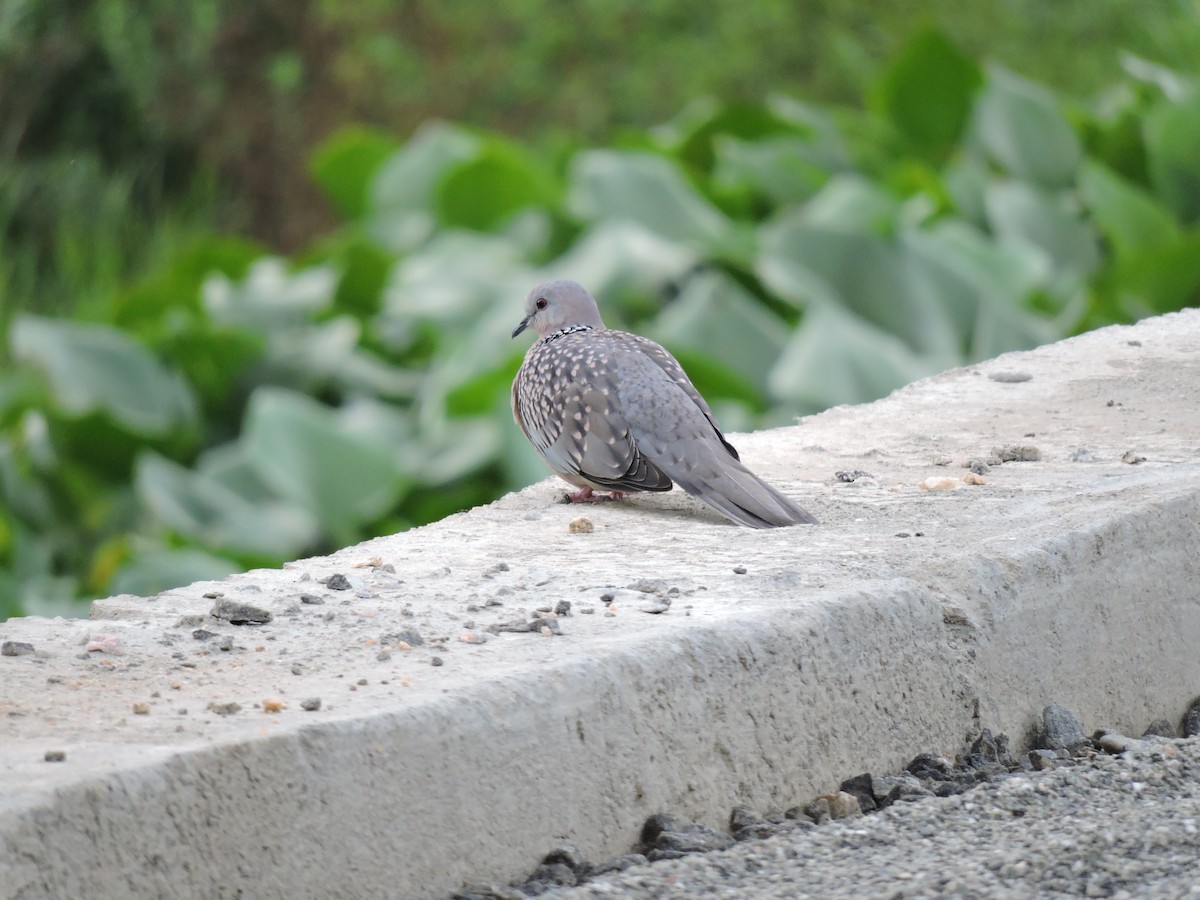 Spotted Dove - ML621091708
