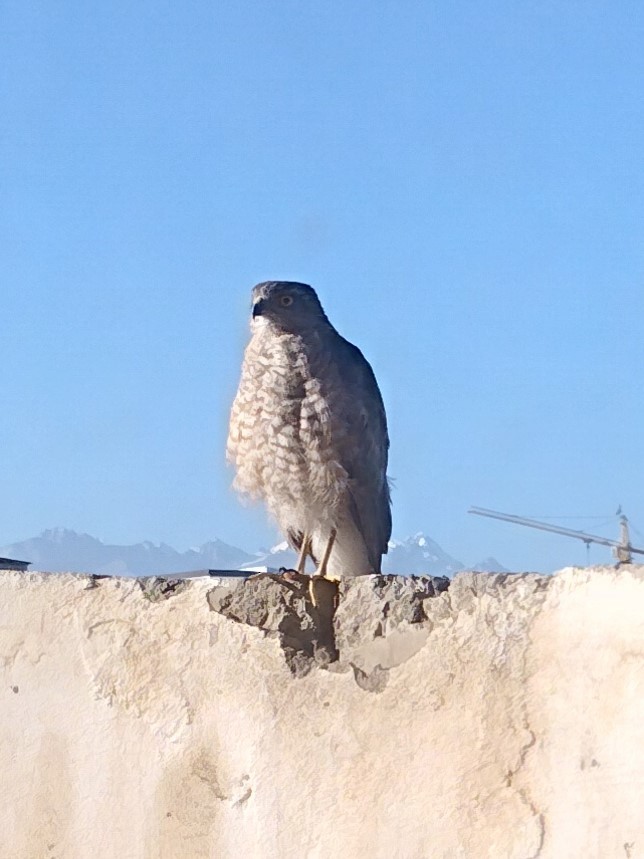 Eurasian Sparrowhawk - ML621091722