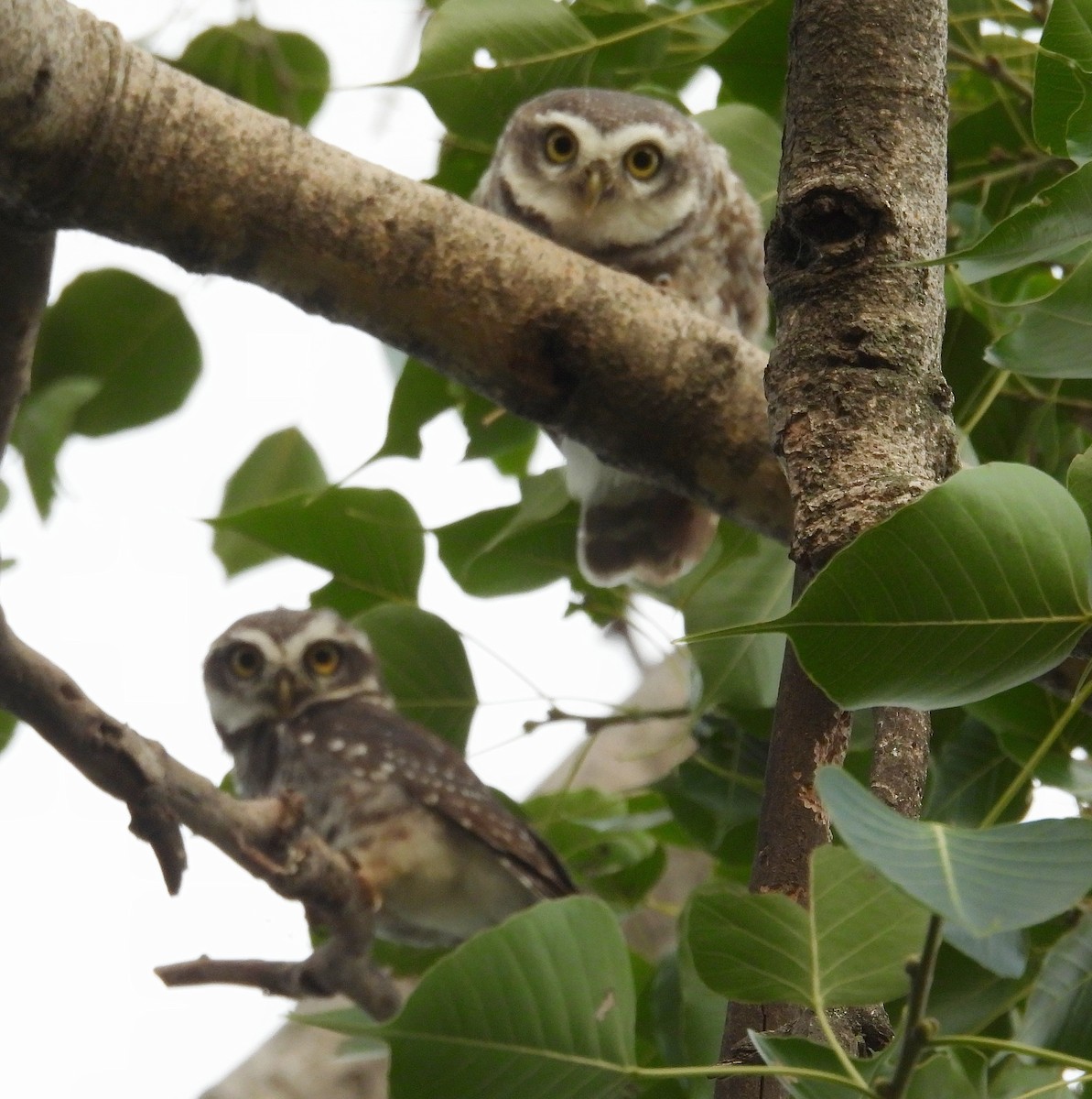 Spotted Owlet - ML621091749