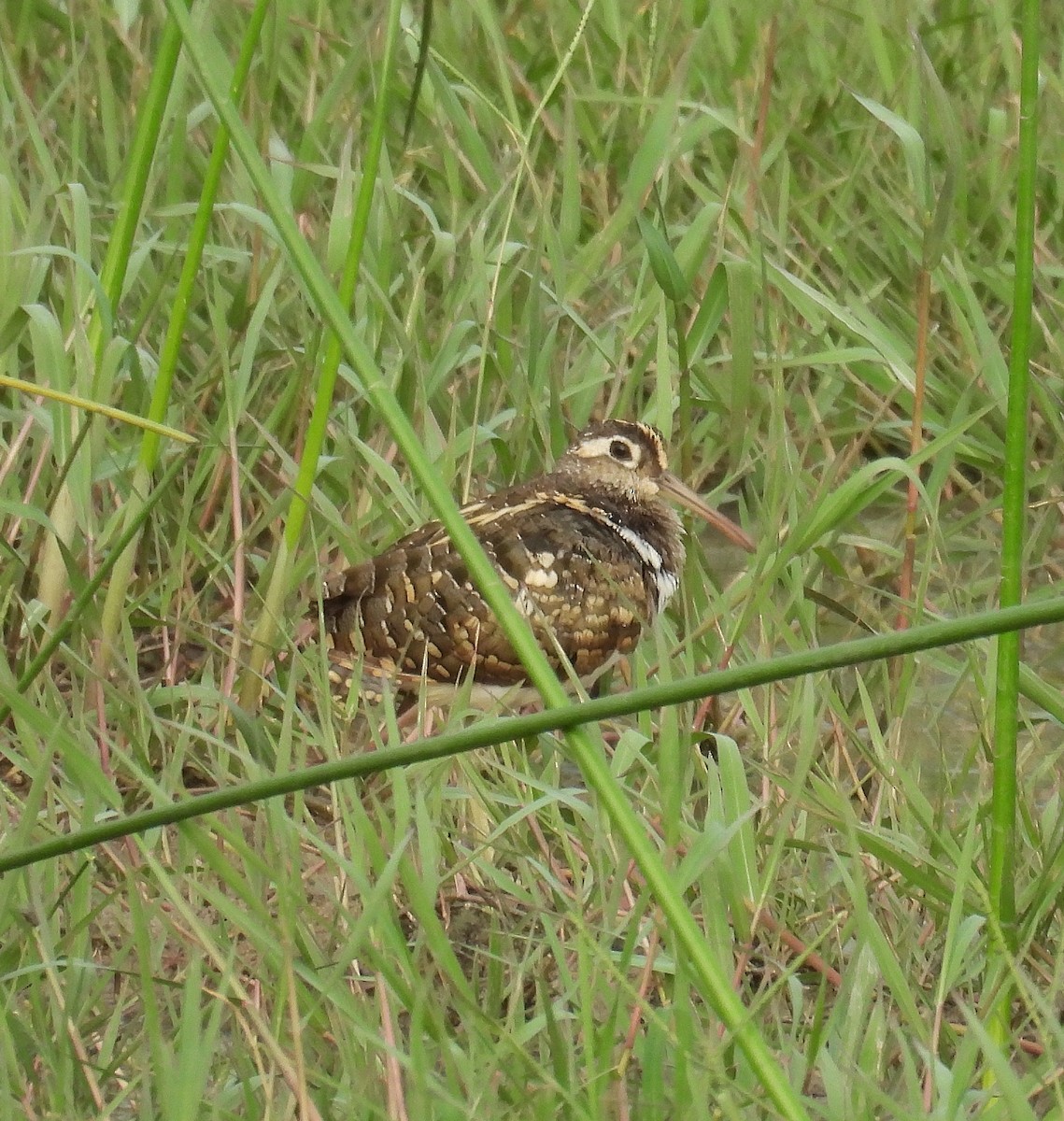 Greater Painted-Snipe - ML621091756