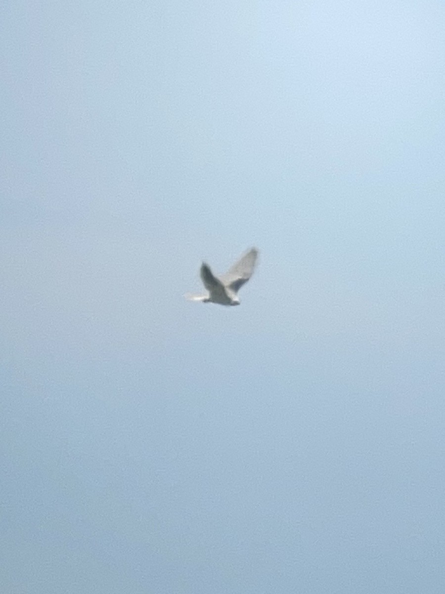 White-tailed Kite - ML621091760
