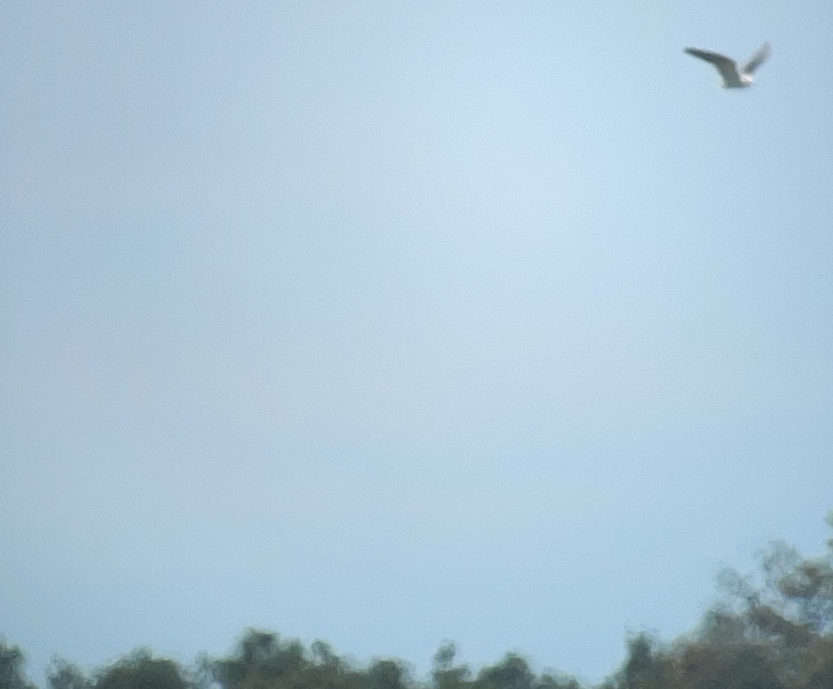 White-tailed Kite - ML621091761