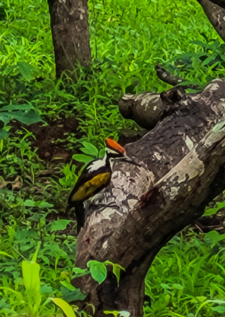 White-naped Woodpecker - ML621091764