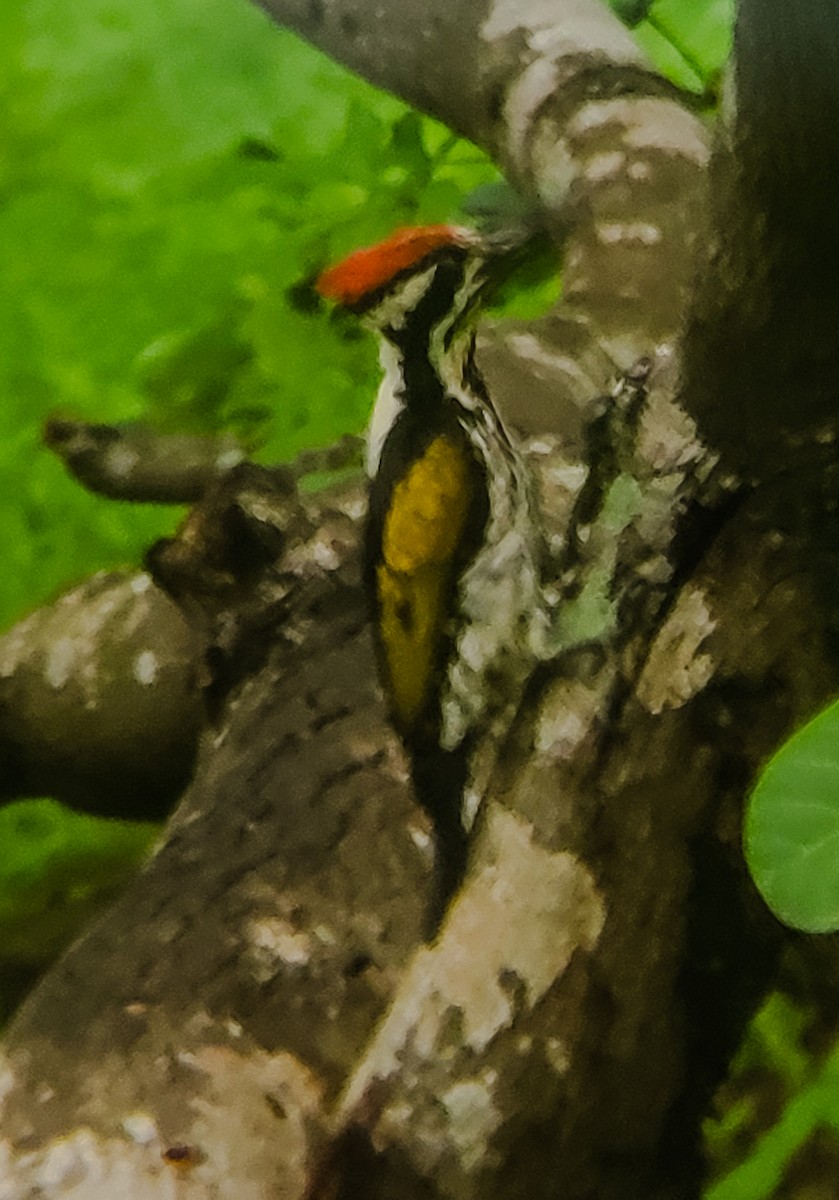 White-naped Woodpecker - ML621091765