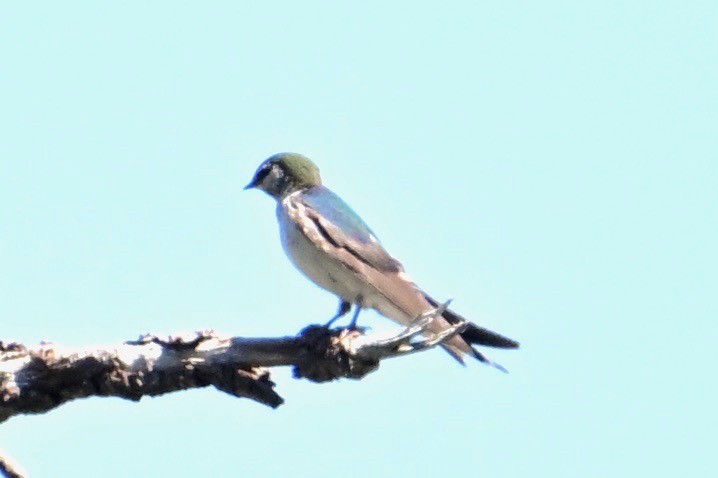 Violet-green Swallow - ML621091766