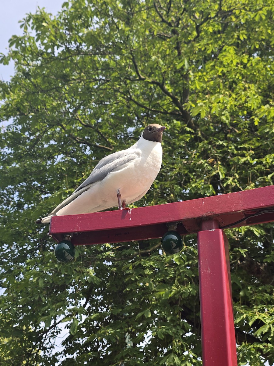 Black-headed Gull - ML621091776