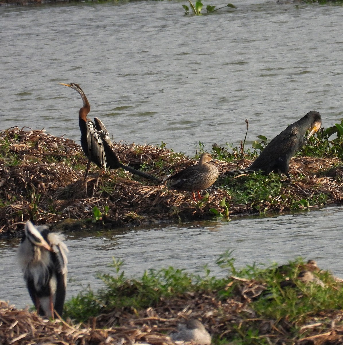 Oriental Darter - ML621091782