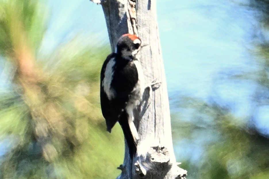 Hairy Woodpecker - ML621091783