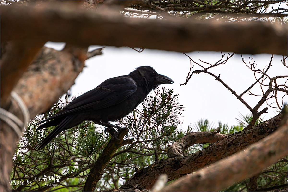 Large-billed Crow - ML621091810