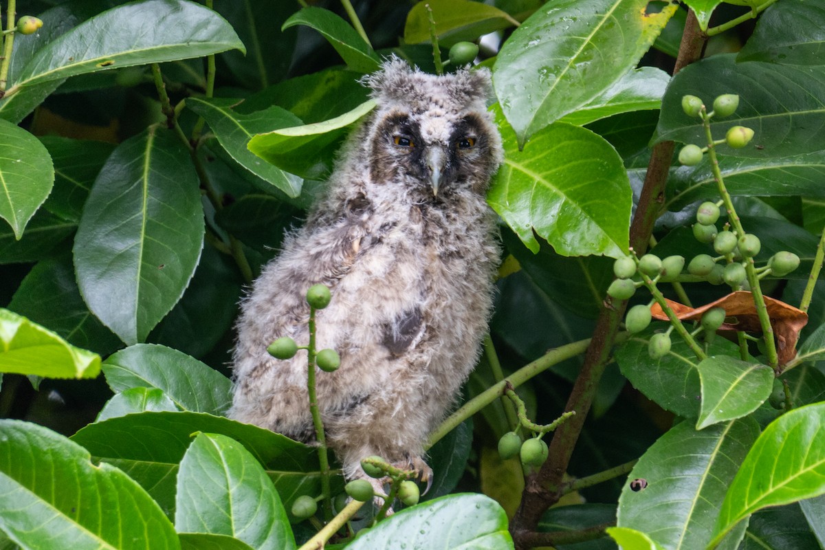 Long-eared Owl - ML621091826