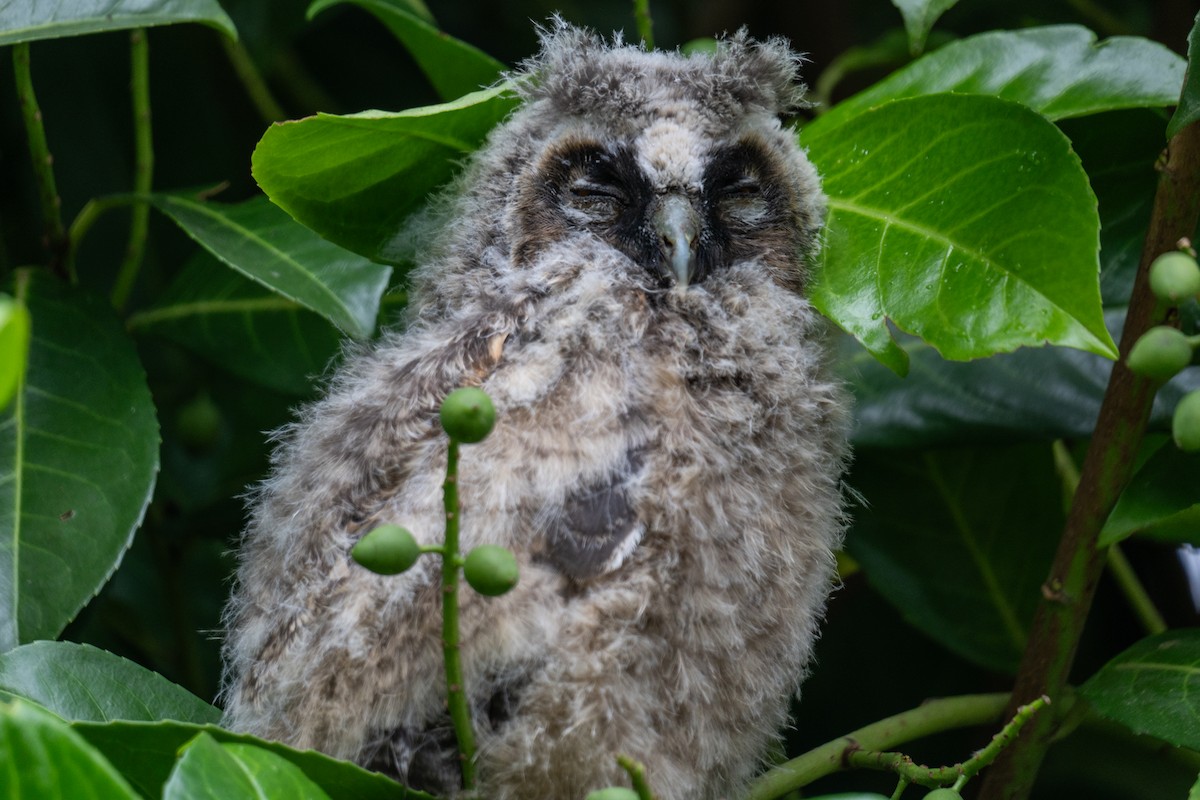 Long-eared Owl - ML621091827