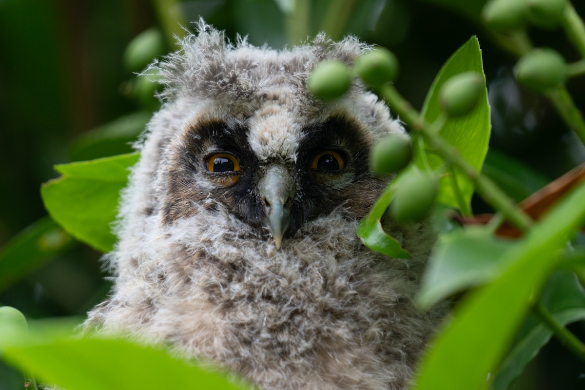 Long-eared Owl - ML621091828