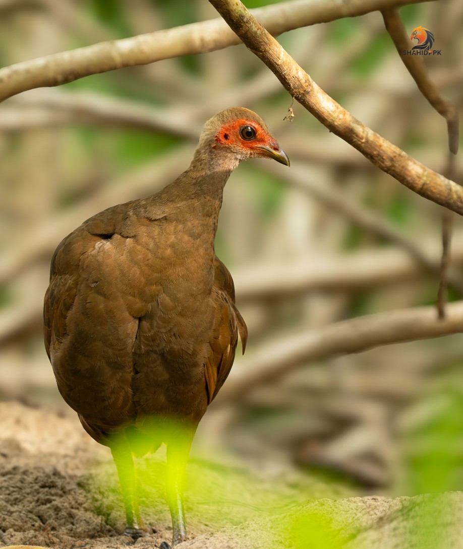 Nicobar Megapode - ML621091830