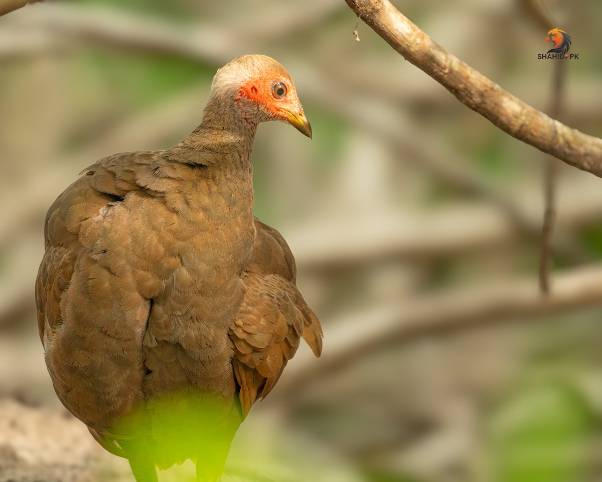 Nikobaren-Großfußhuhn - ML621091855