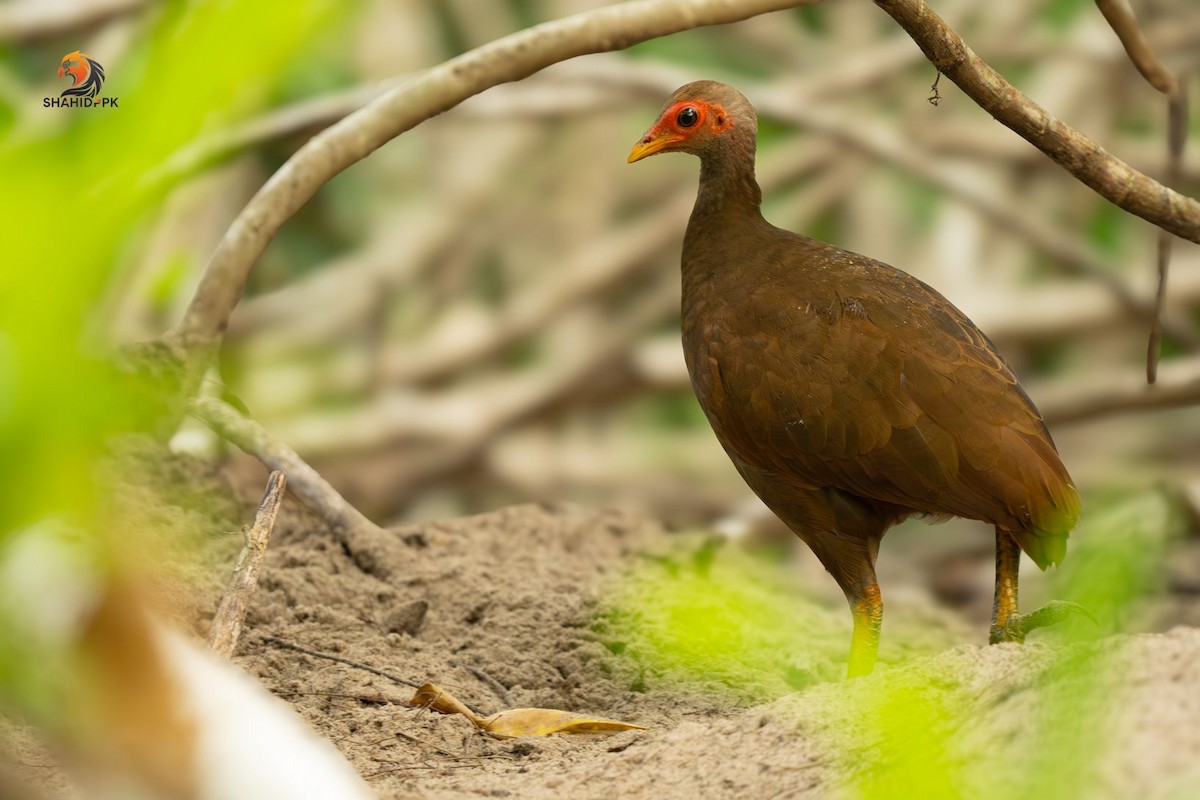 Nikobaren-Großfußhuhn - ML621091870