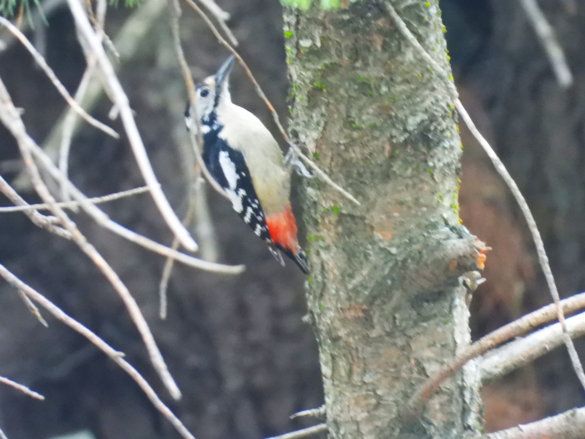 Himalayan Woodpecker - ML621091891