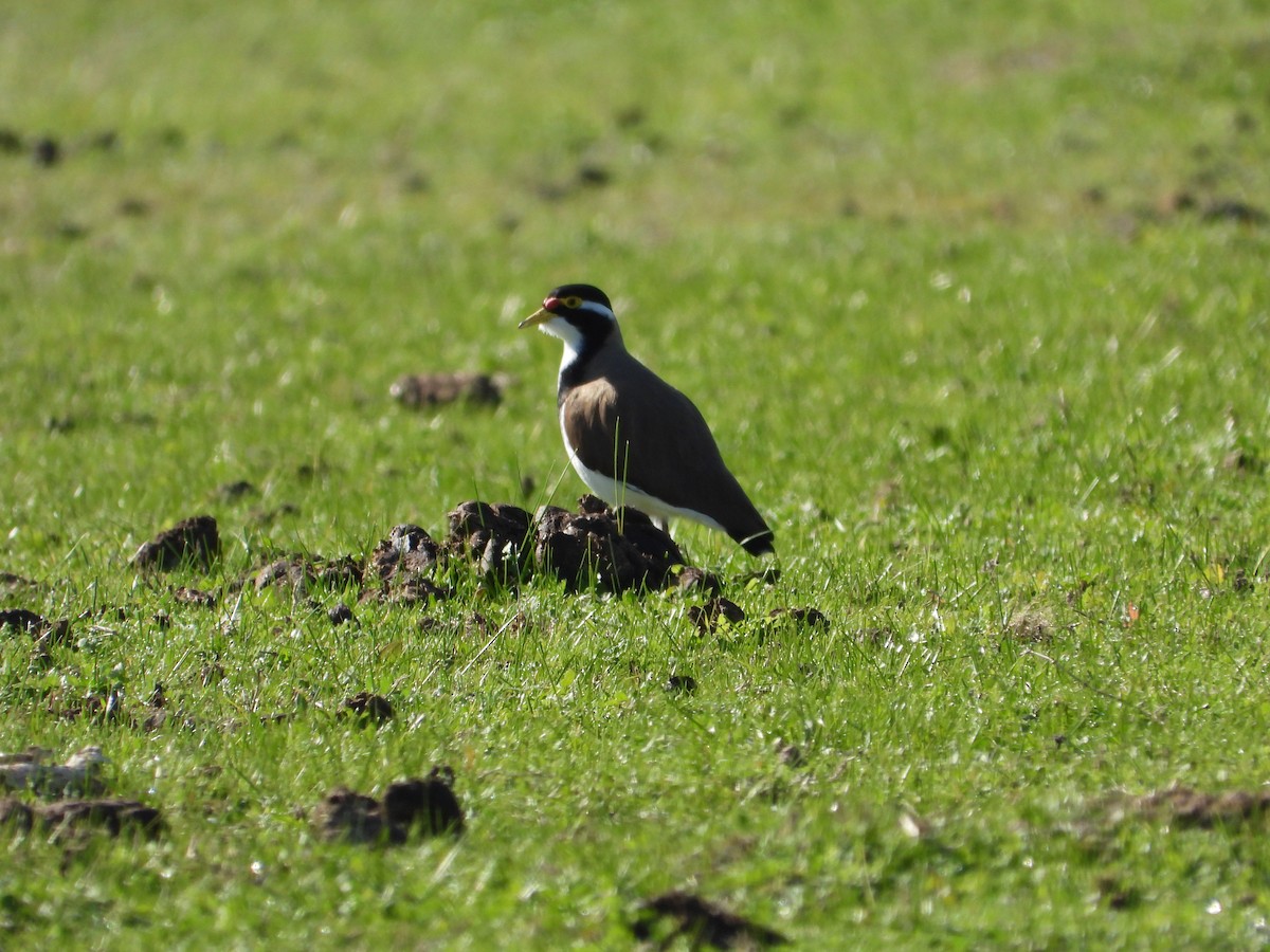Banded Lapwing - ML621091943
