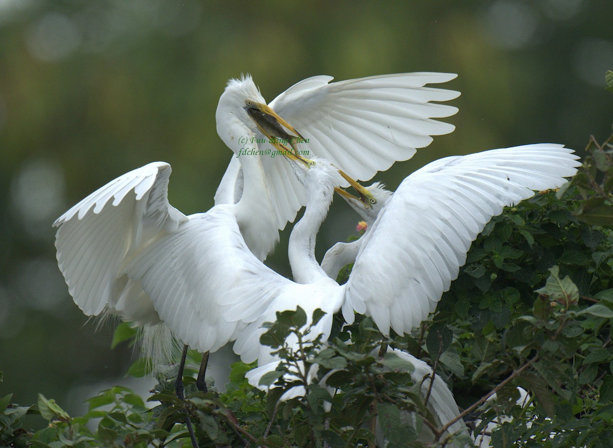 Great Egret - ML621091957