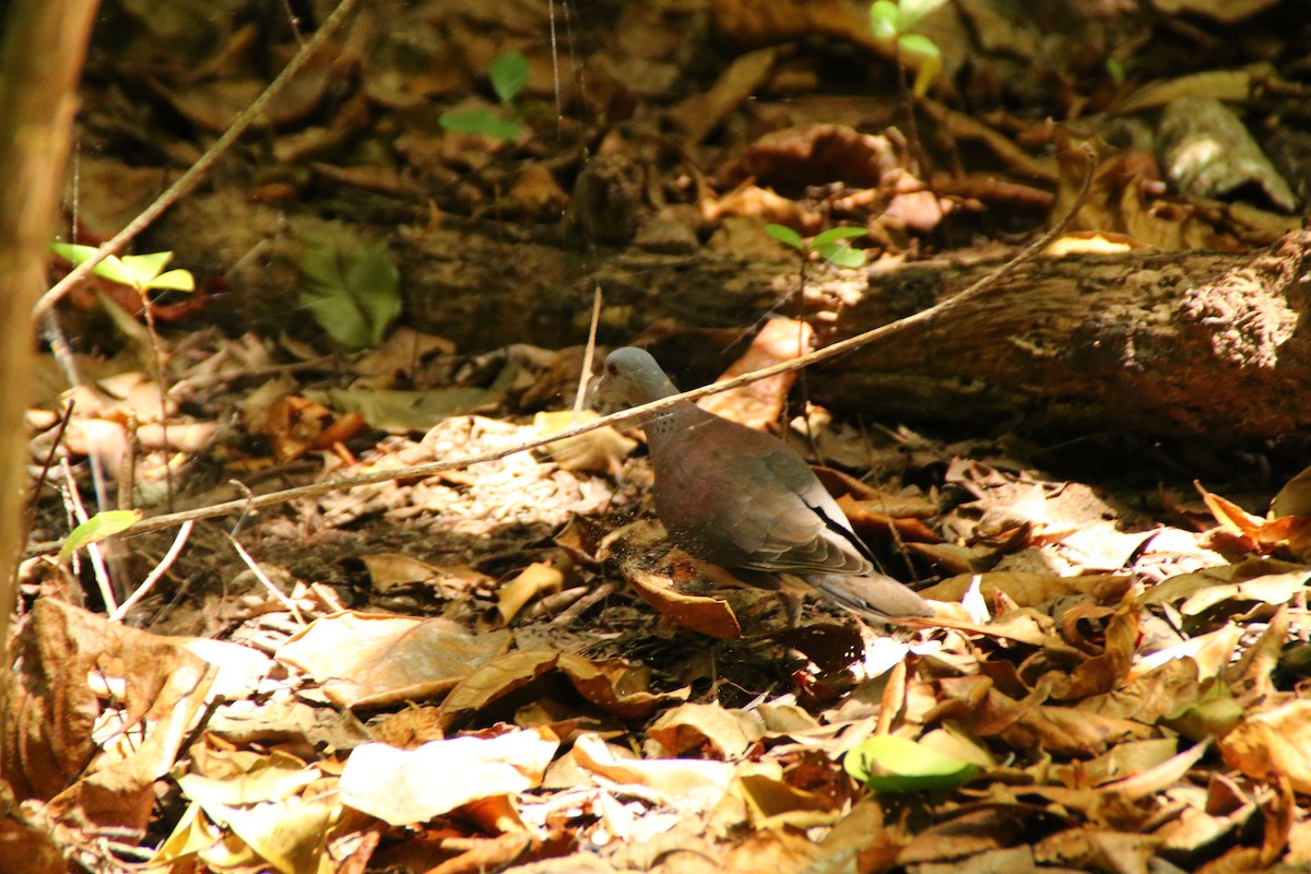 Tórtola Malgache - ML621091981