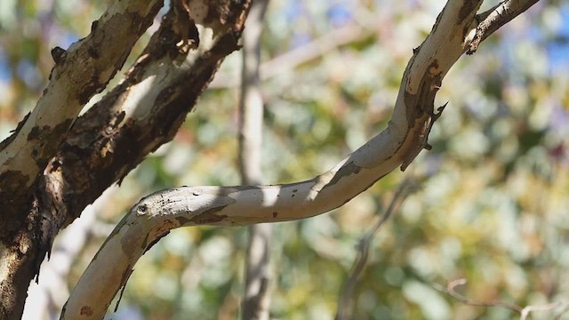 Restless Flycatcher - ML621091985