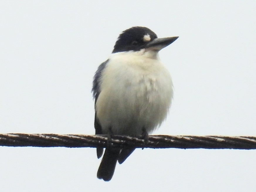 Forest Kingfisher - ML621091991