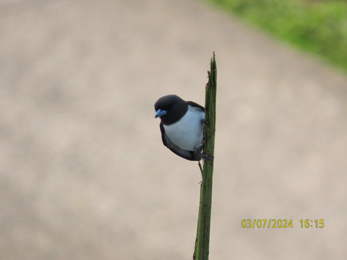White-breasted Woodswallow - ML621091993