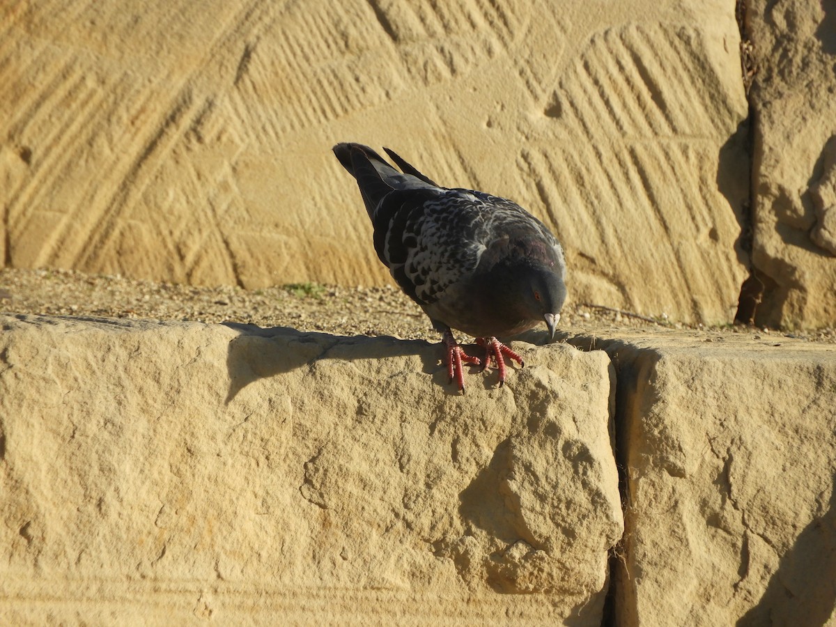 Rock Pigeon (Feral Pigeon) - ML621092042