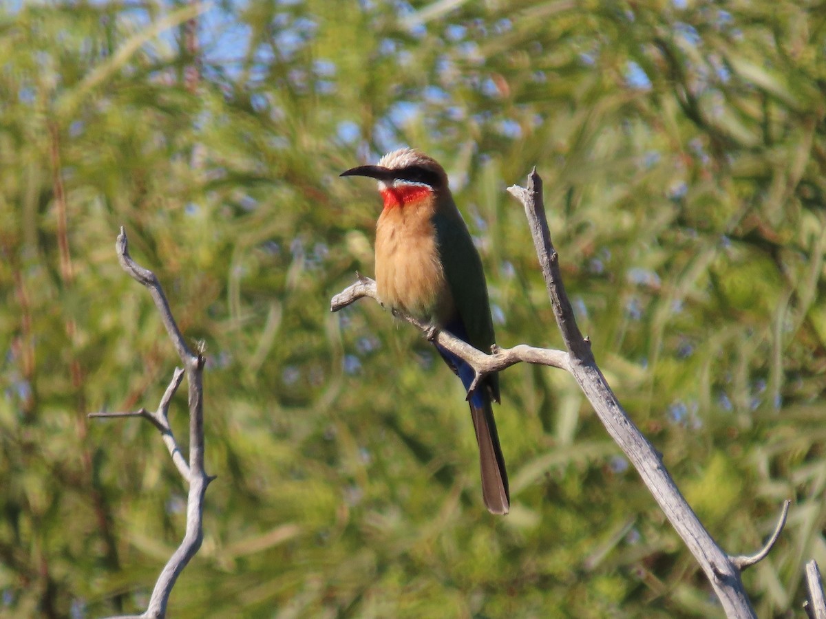 White-fronted Bee-eater - ML621092056