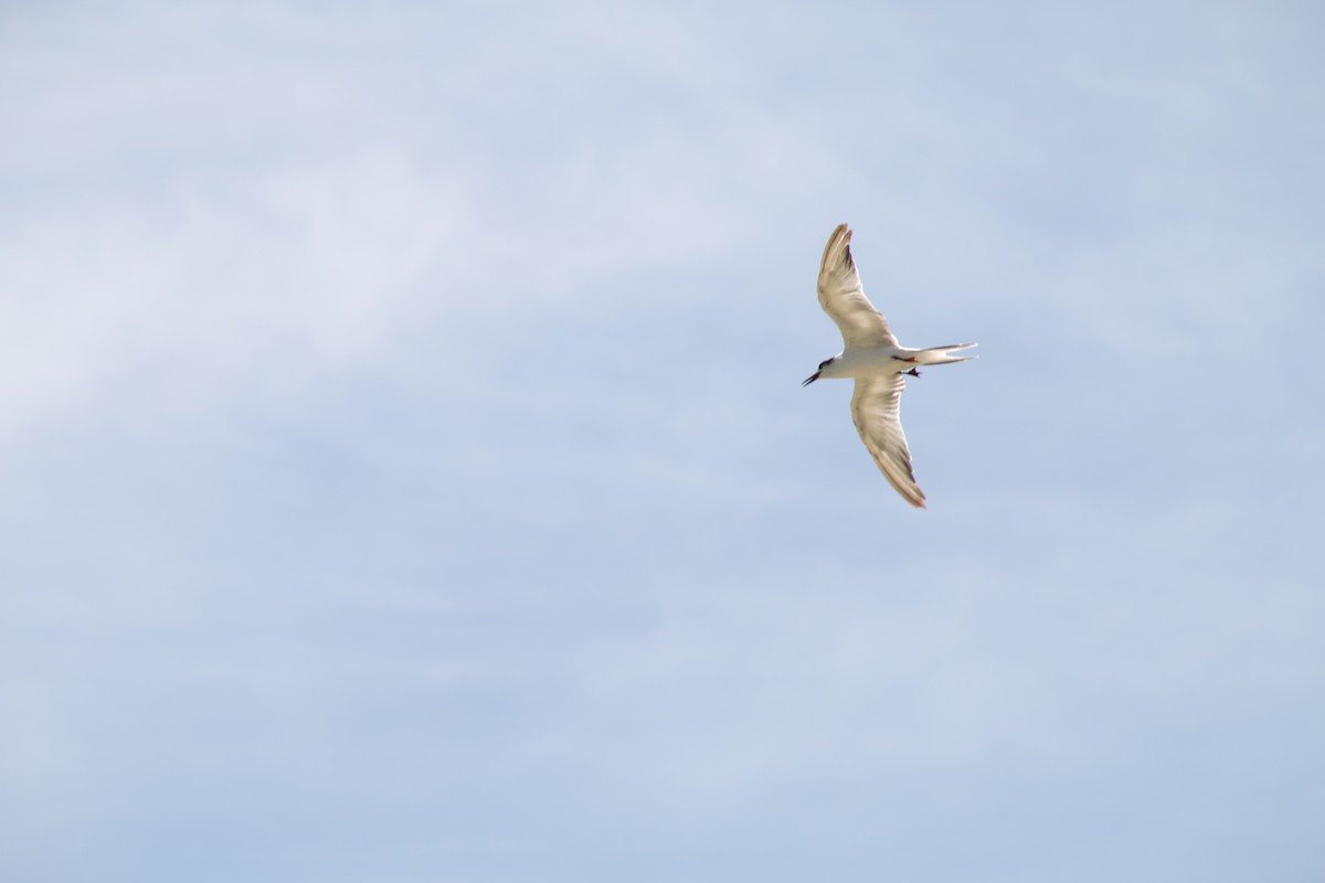 Common Tern - ML621092063