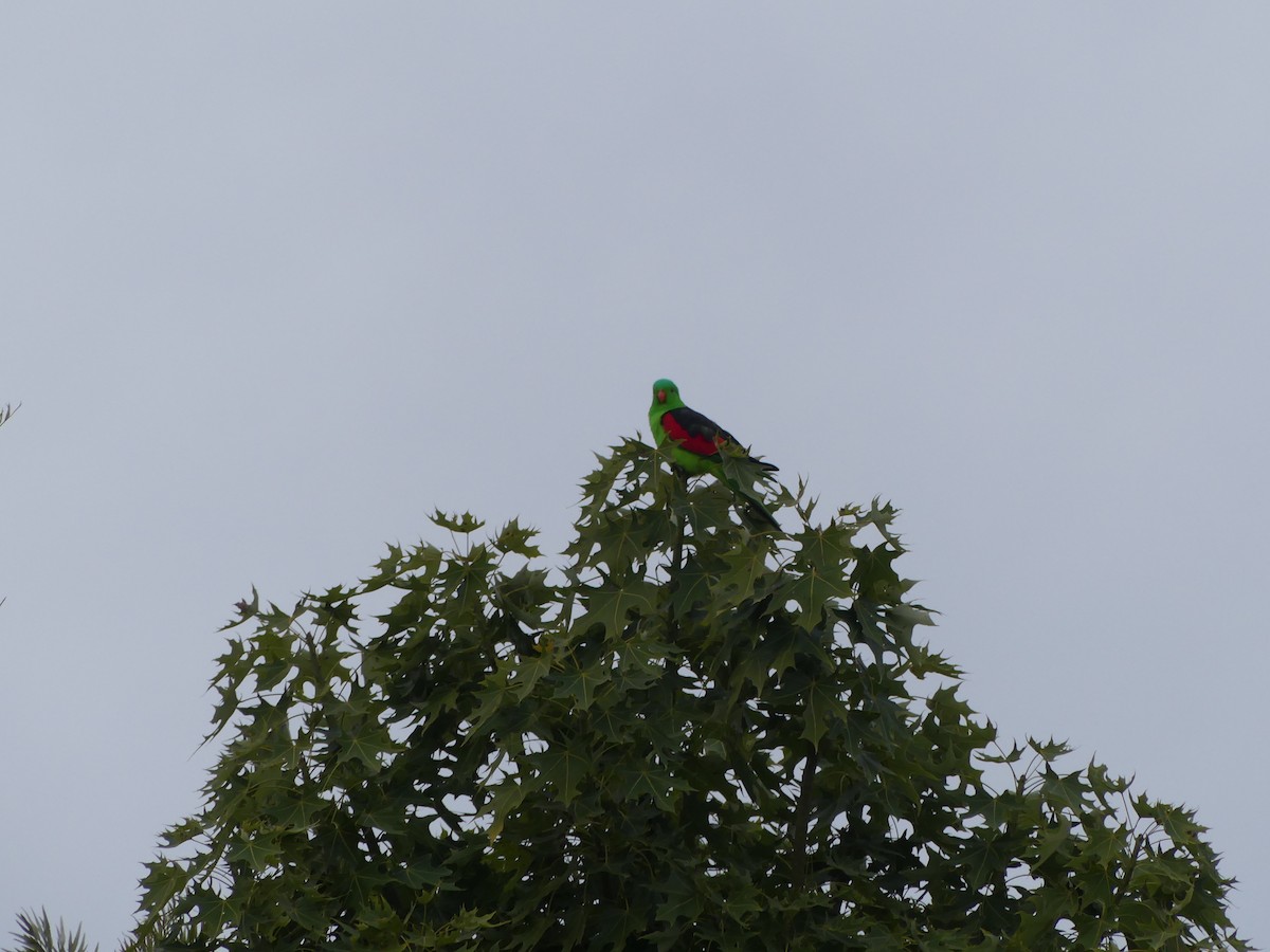 Red-winged Parrot - ML621092064