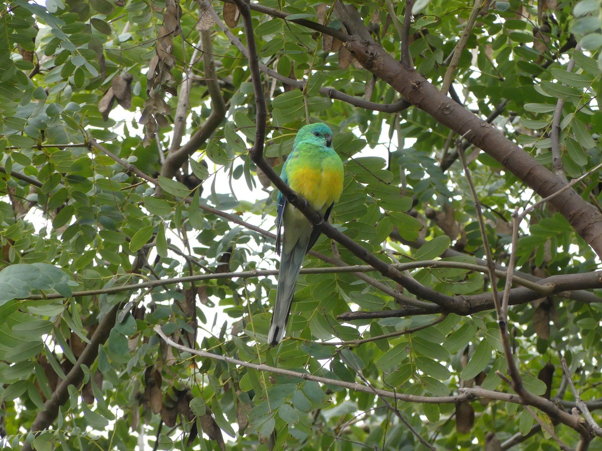 Red-rumped Parrot - ML621092087