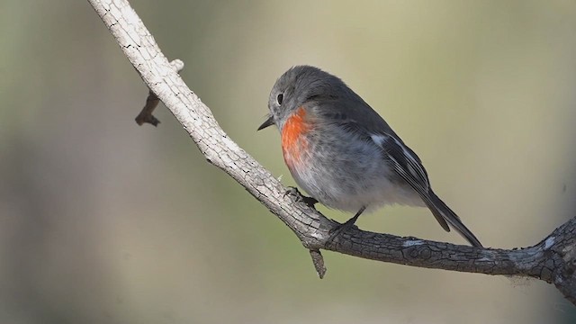 Scarlet Robin - ML621092089