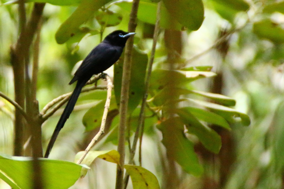 Seychelles Paradise-Flycatcher - ML621092090