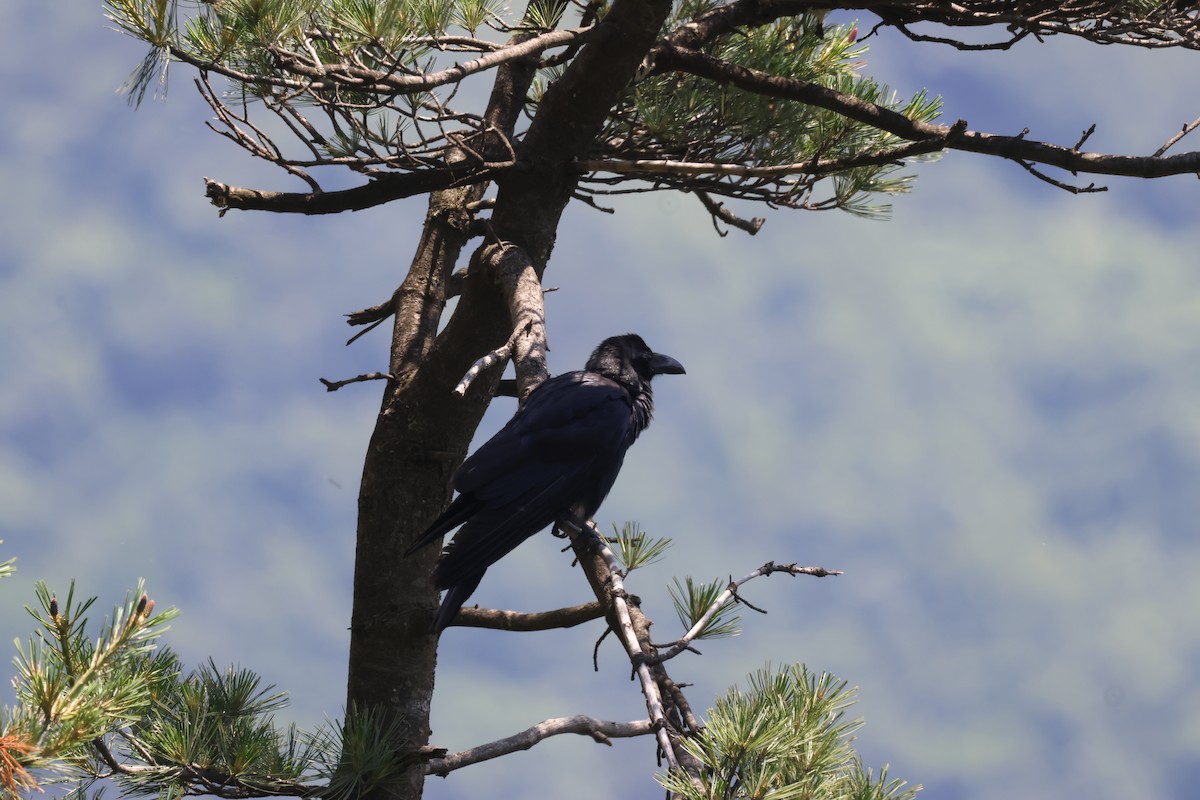 Large-billed Crow - ML621092098
