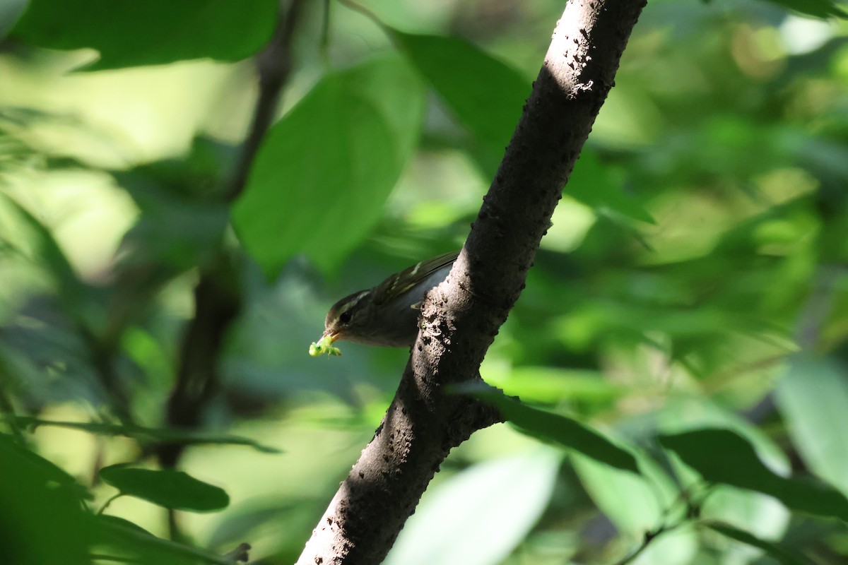 Claudia's Leaf Warbler - ML621092109